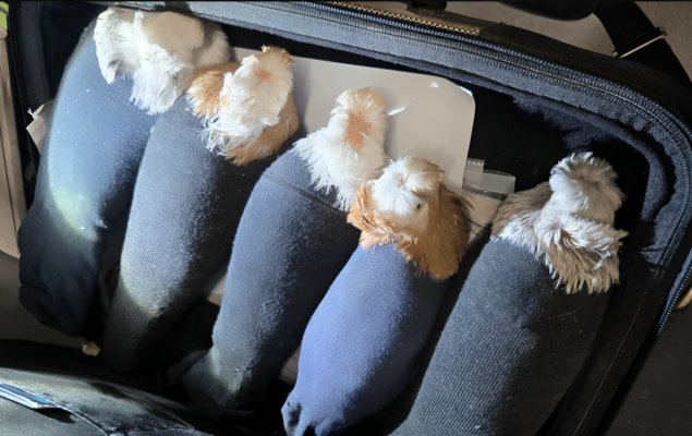  Foto: Ekrānuzņēmums no NEXTA  X(Twitter) profila