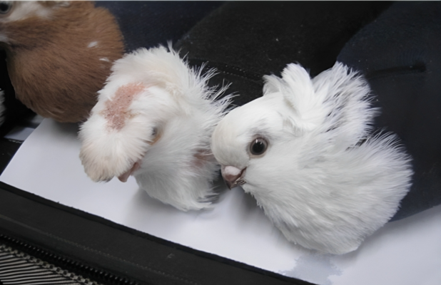  Foto: Ekrānuzņēmums no NEXTA  X(Twitter) profila