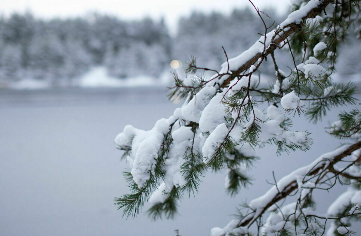 Sniegs. Foto: Sintija Zandersone/LETA