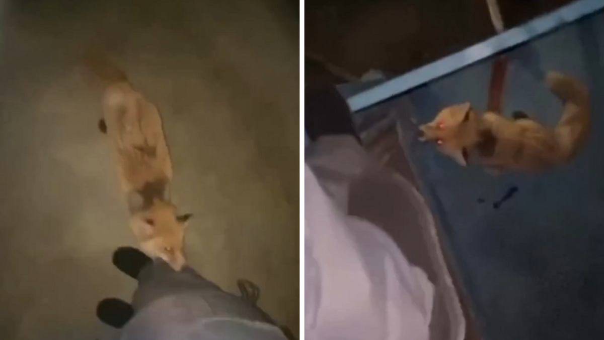 Foto: Ekrānšāviņš no "Nexta"