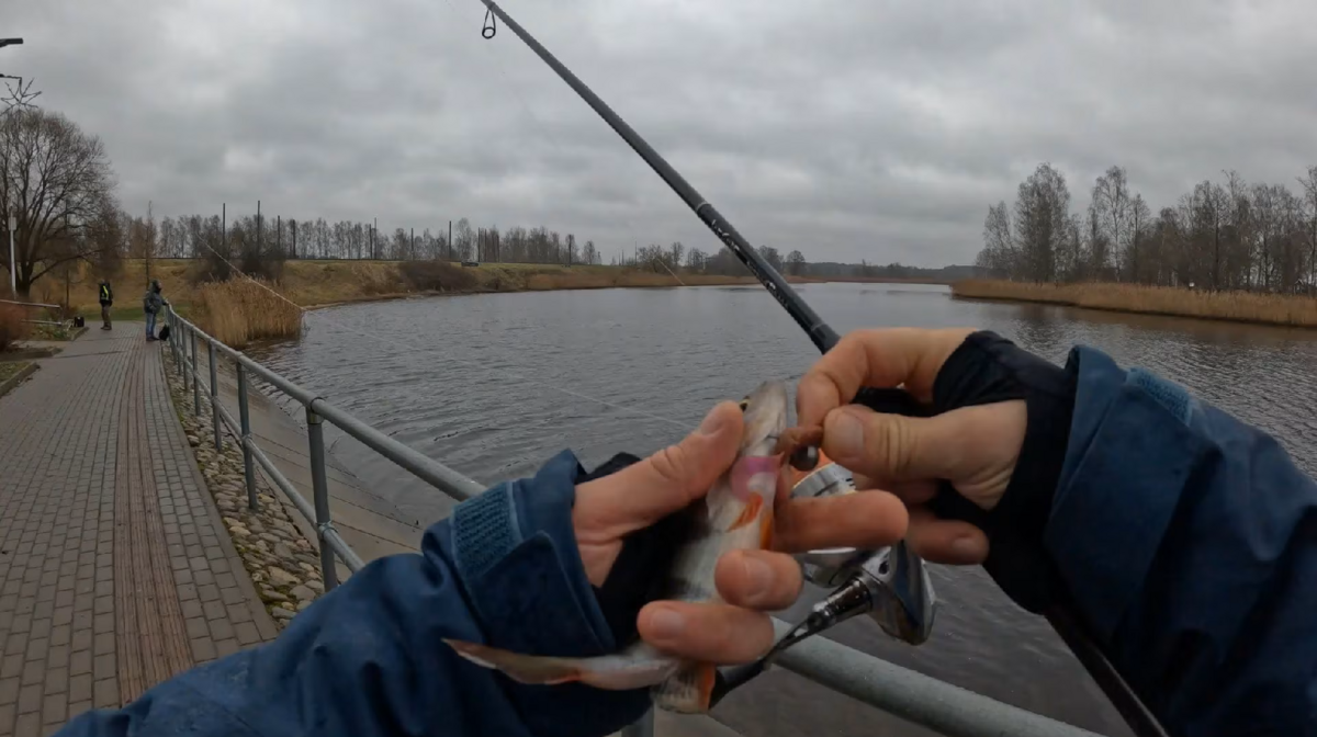 Foto: Zaļais makšķernineks, 1188 Play