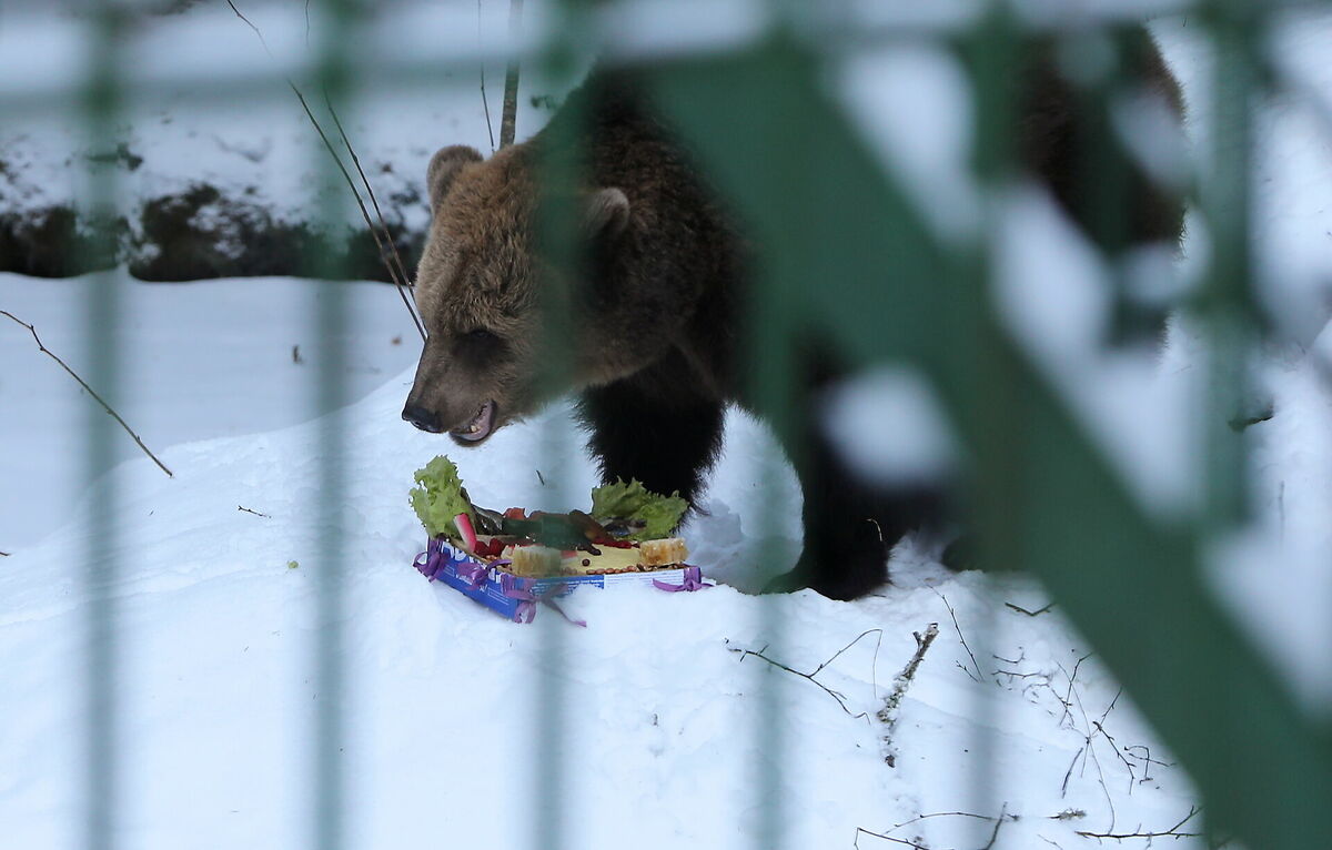 Lācenīte Ilzīte. Foto: Evija Trifanova/LETA
