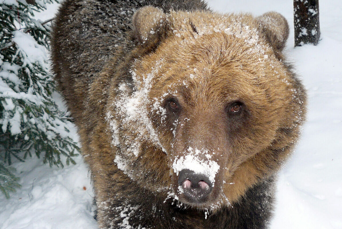 Ilzīte. Foto: Līgatnes Dabas Takas/Ligatne Nature Trails/Facebook