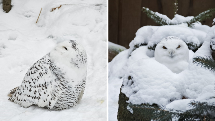 Foto: Rīgas Zoodārzs