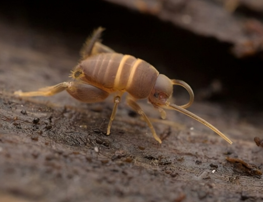 Foto: Ekrānuzņēmums no Latvijas Entomoloģijas biedrības mājaslapas 