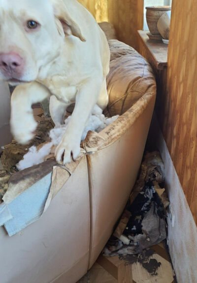 Foto: Pārtikas un veterinārais dienests