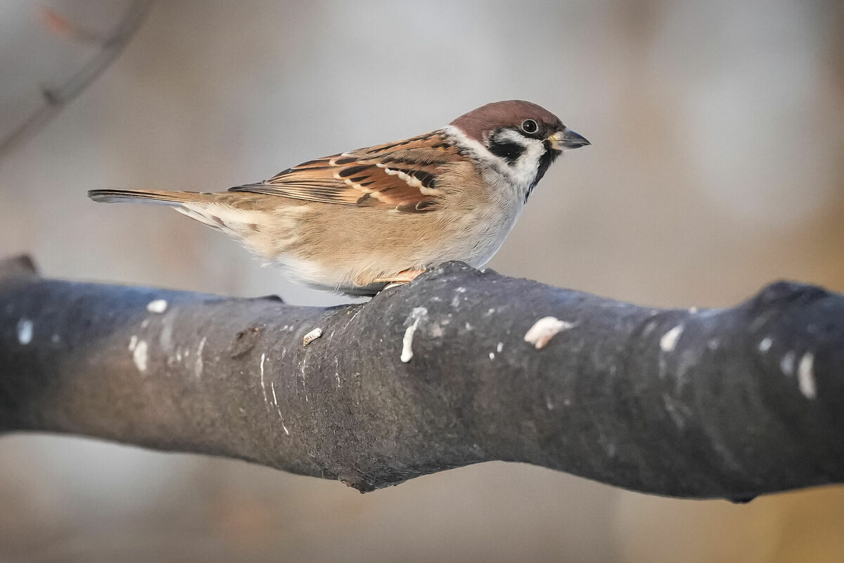 Foto: Edijs Pālens/LETA