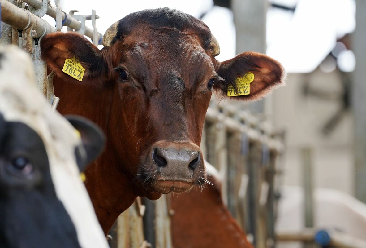 Mājlopi. Foto: Ieva Leiniša/LETA