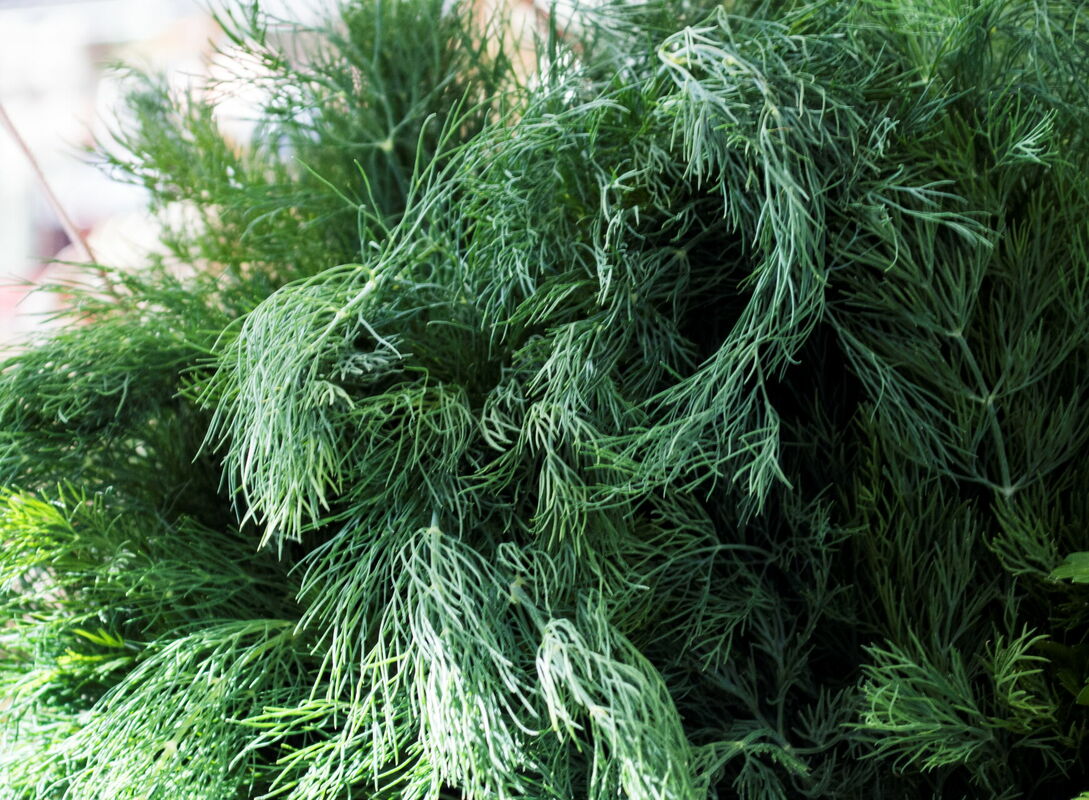 Foto: Elvis Dāgs Vīgants/LETA