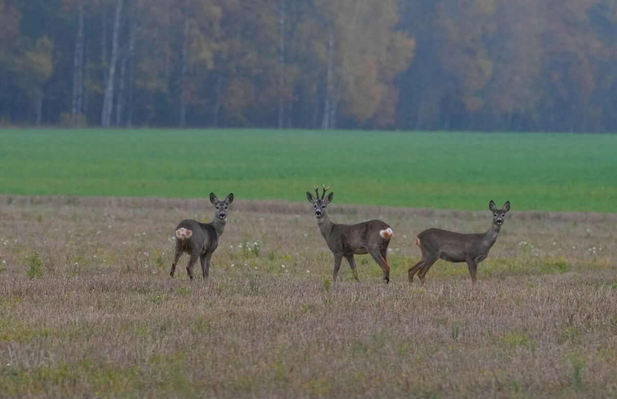 Stirnas rudens ainavā. Foto: LETA