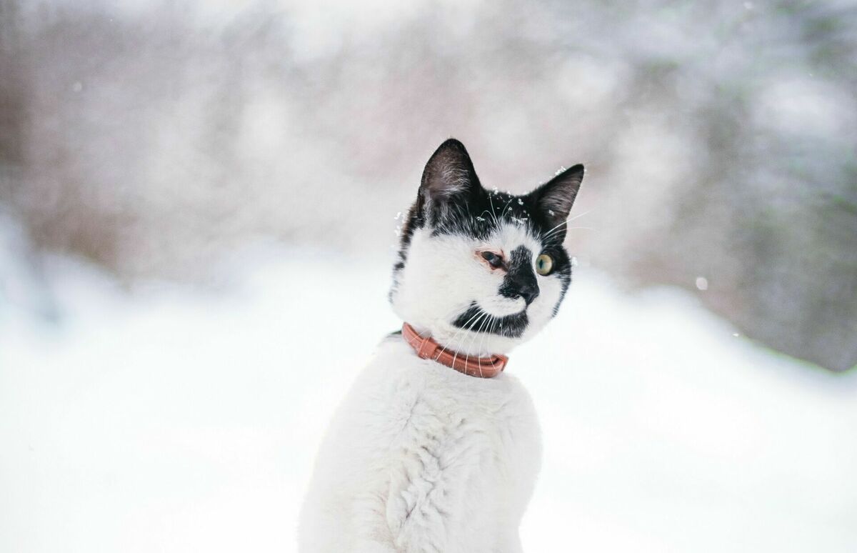 Foto: Ainārs Cekuls/Unsplash