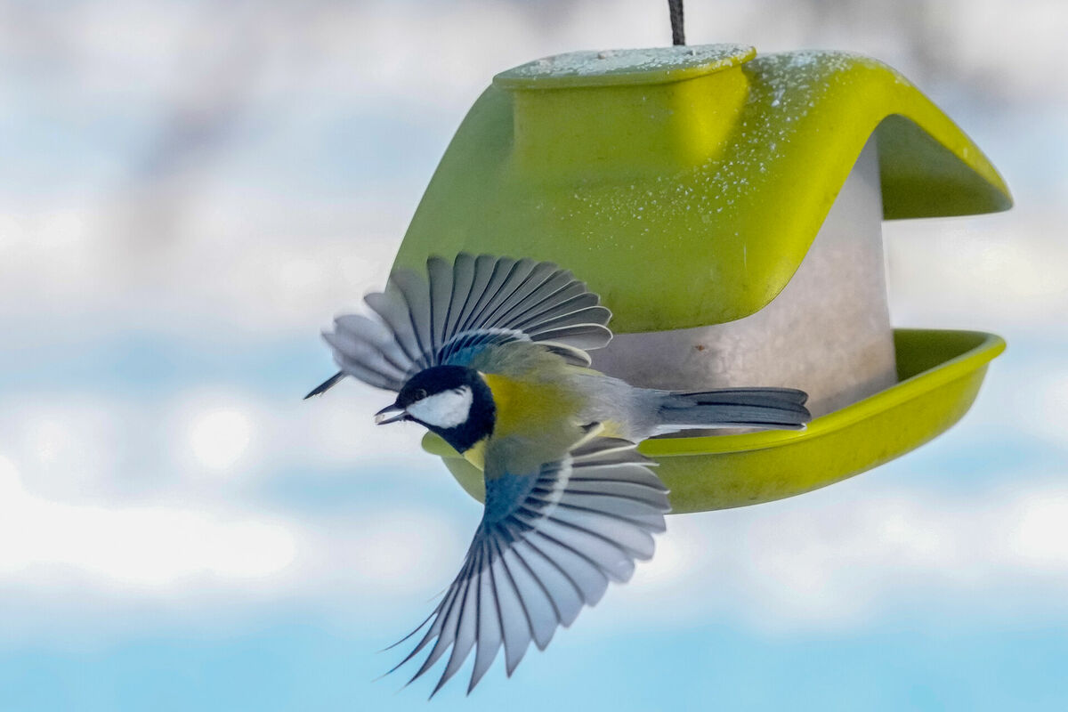 Zilzīlīte. Foto: Edijs Pālens/LETA