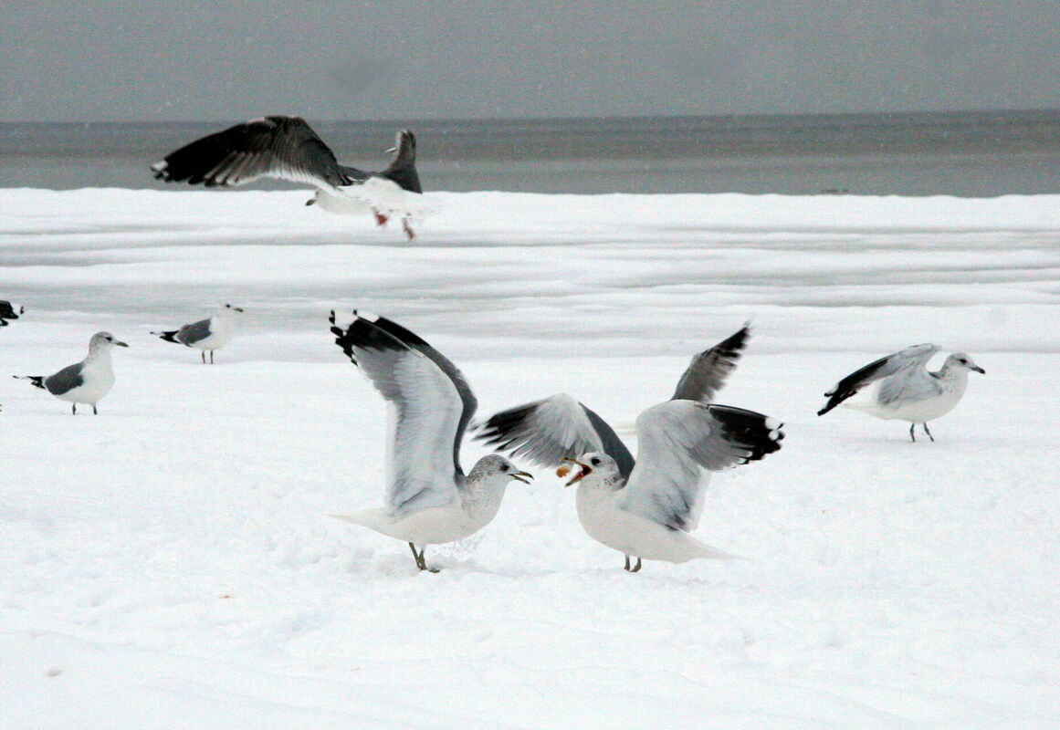 Kaijas un jūra ziemā. Foto: LETA