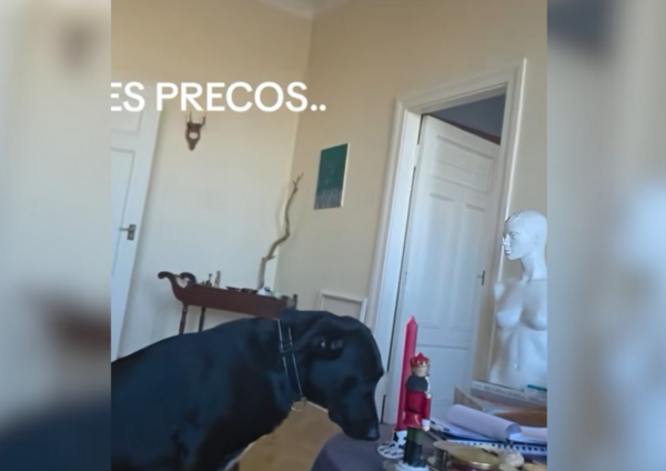 edgarspujats /TikTok