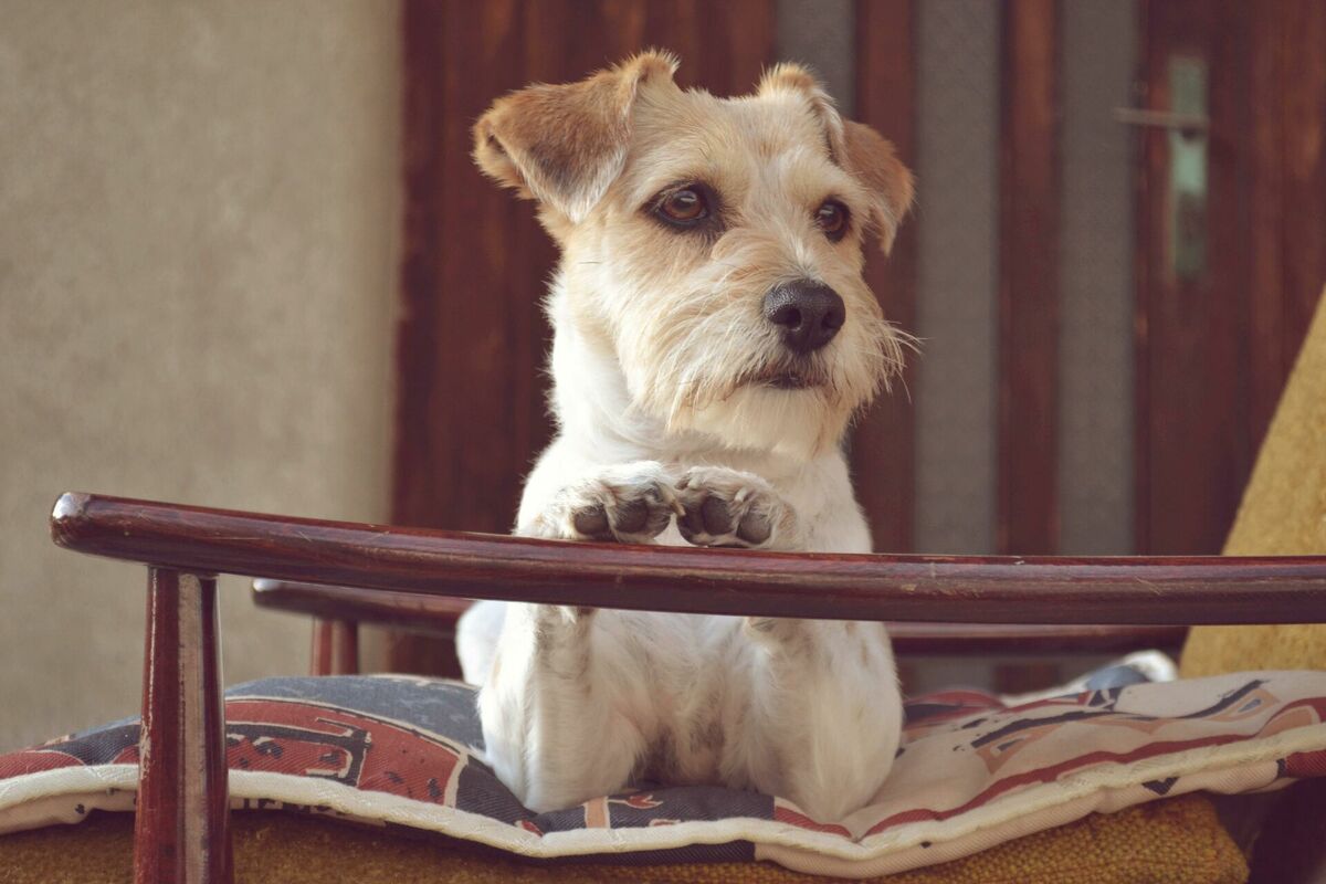 Foto: Vladimir Petrovic, Pexels.com