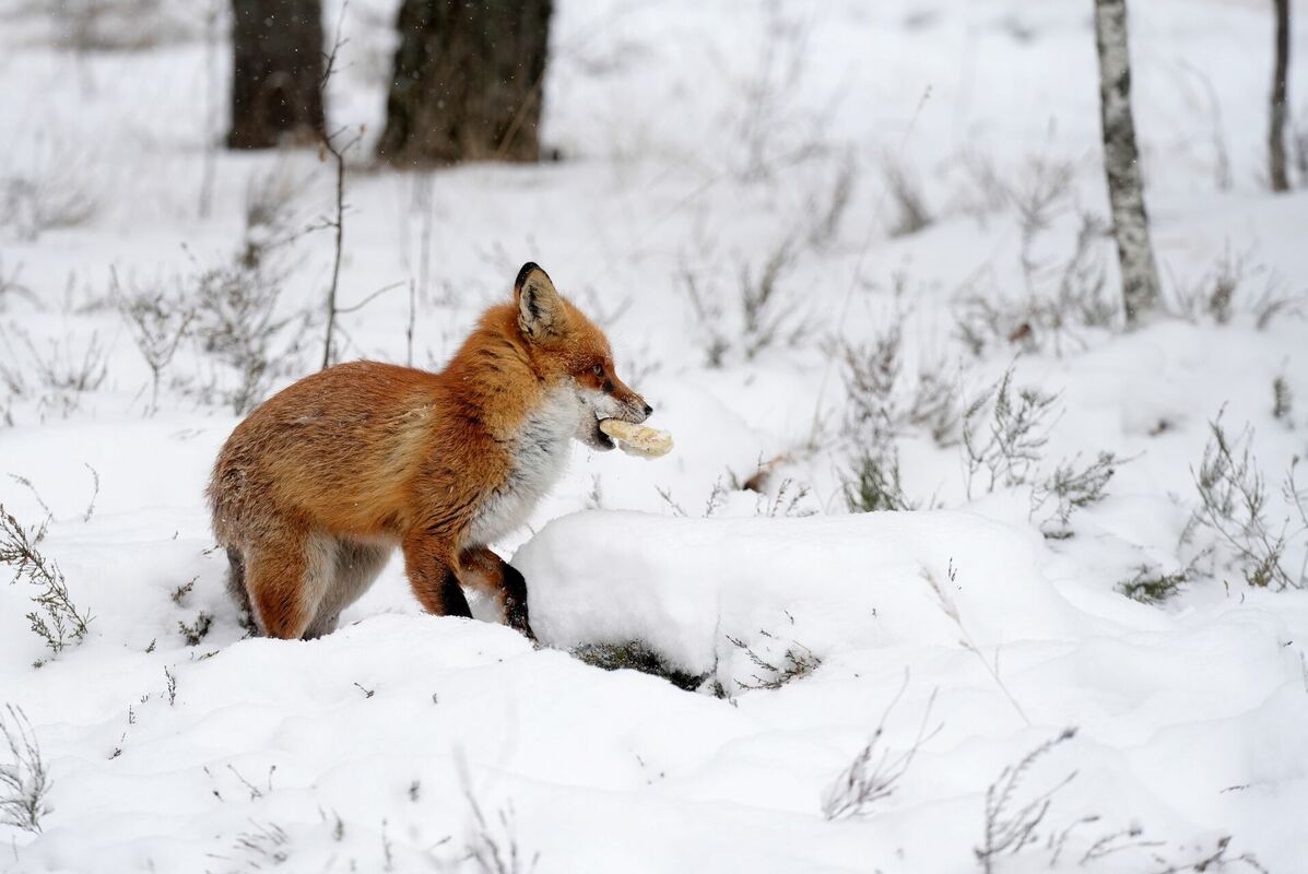Lapsa sniegā. Foto: LETA