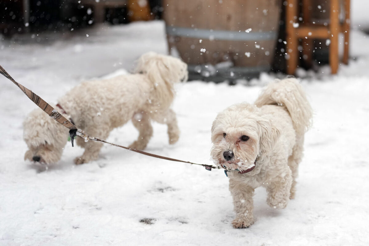 Suņi ziemā. Foto: LETA