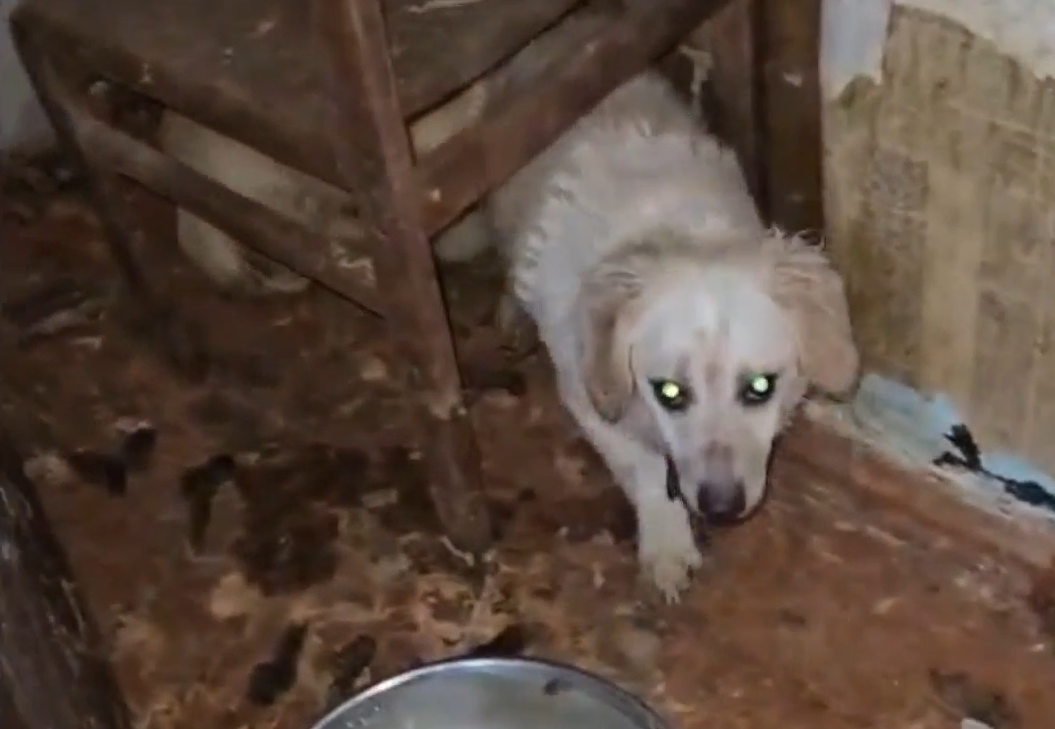 Foto: Ekrānuzņēmums no raidījuma "Ķepa uz sirds"