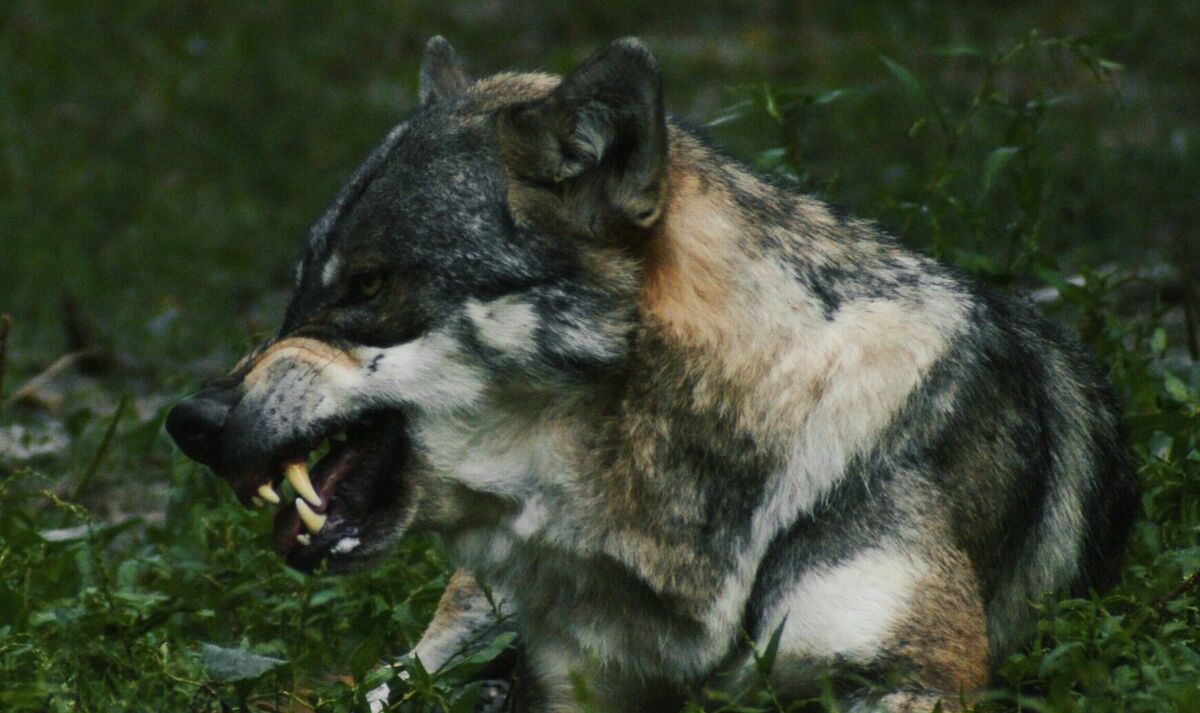 Vilks. Foto: Unsplash