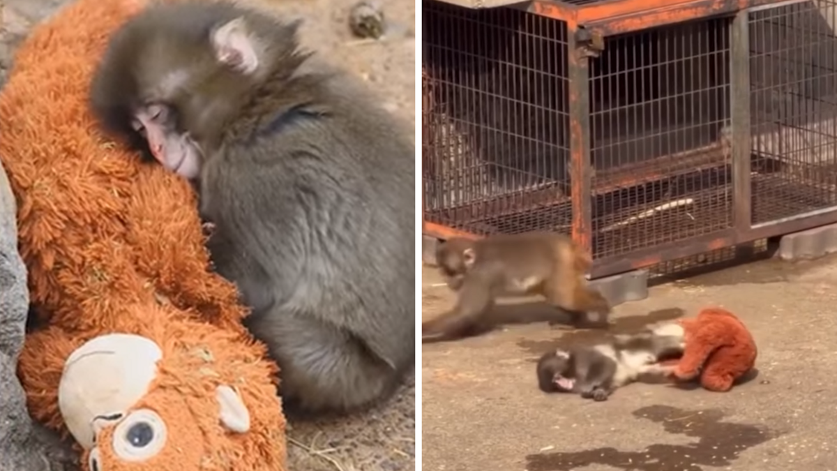 Foto: Ekrānuzņēmums no video