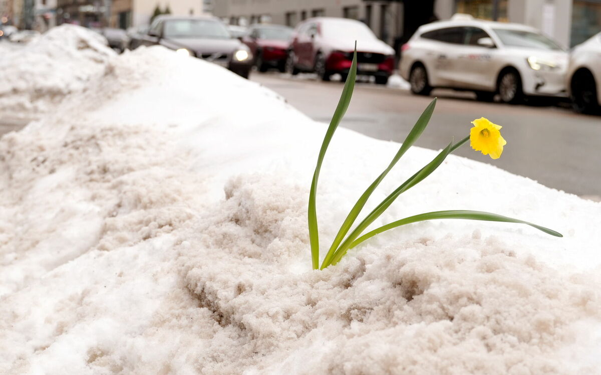 Narcise sniegā. Foto: LETA