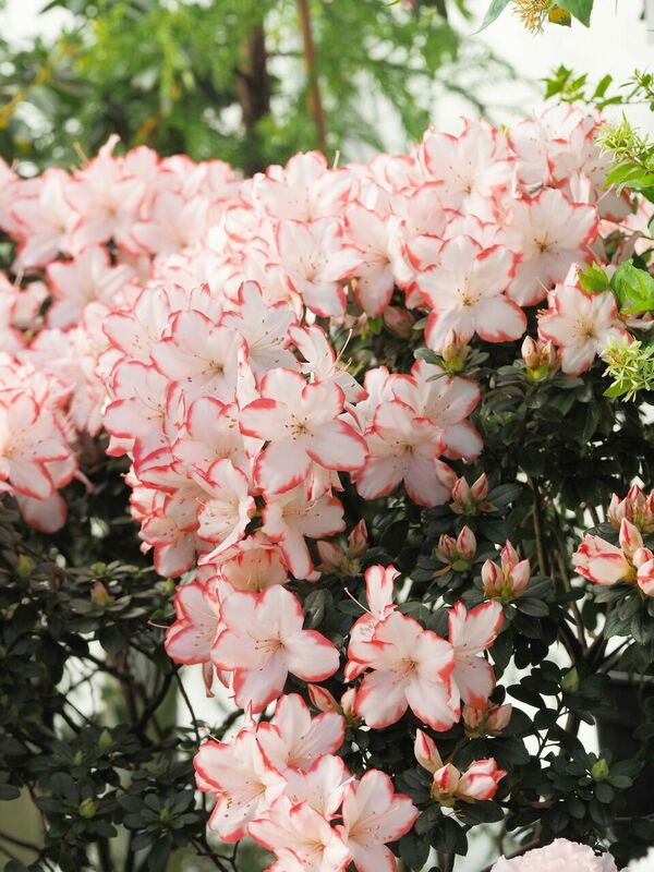 Foto: Latvijas Universitātes Botāniskais dārzs