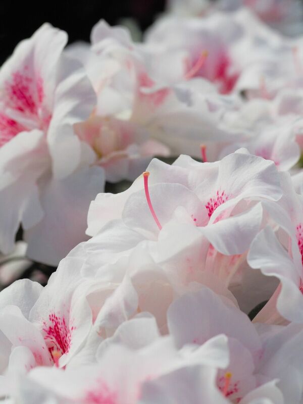 Foto: Latvijas Universitātes Botāniskais dārzs