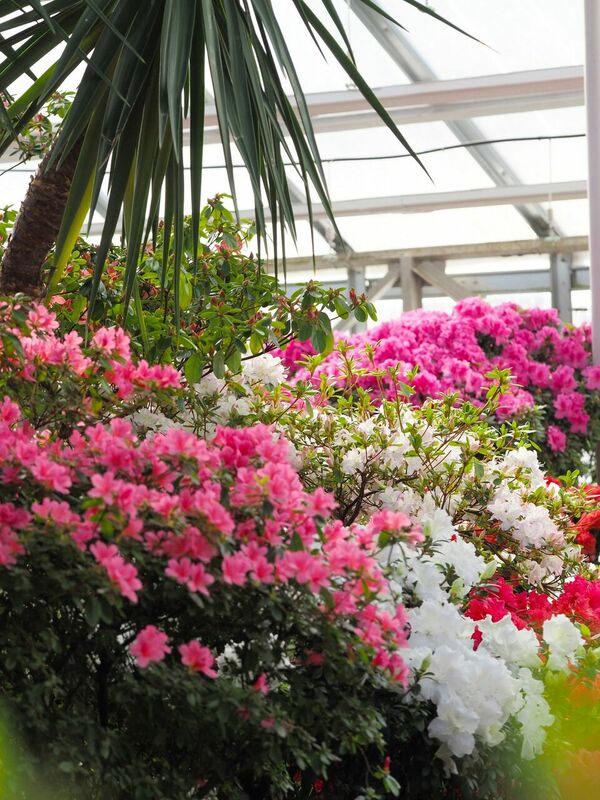 Foto: Latvijas Universitātes Botāniskais dārzs