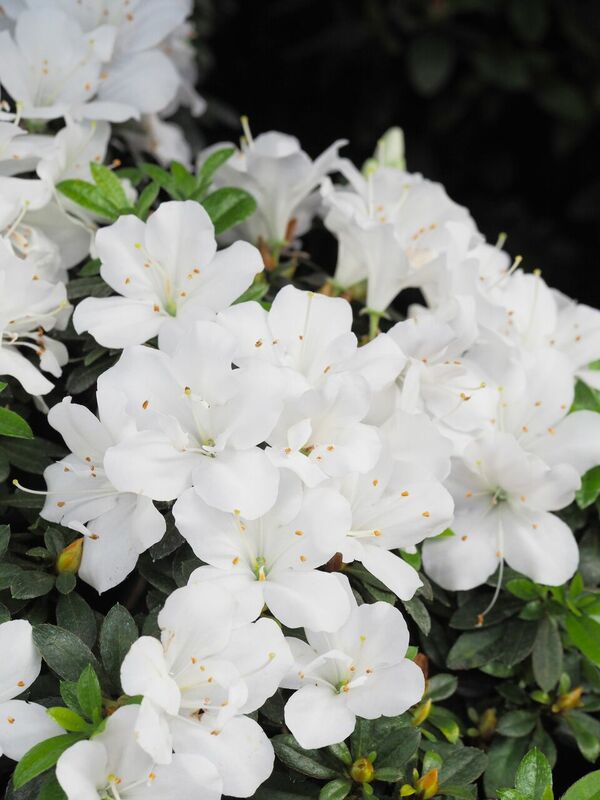 Foto: Latvijas Universitātes Botāniskais dārzs