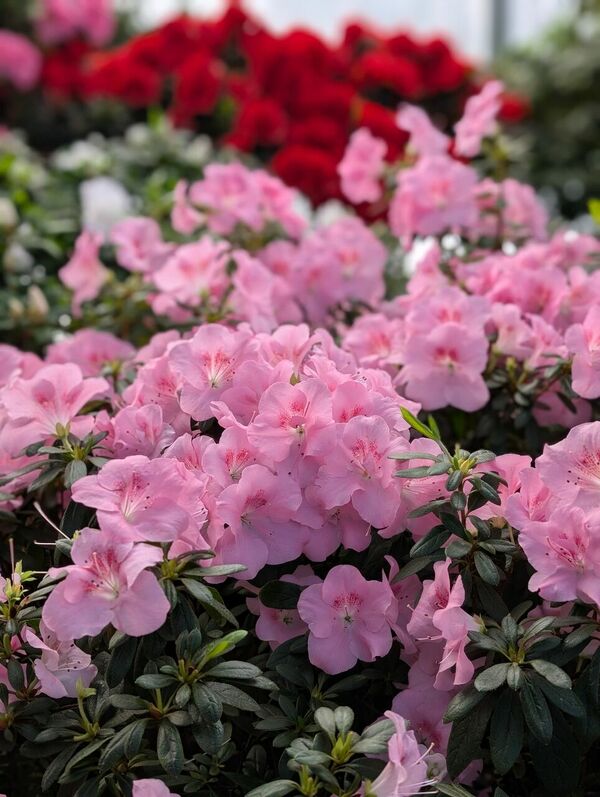 Foto: Latvijas Universitātes Botāniskais dārzs