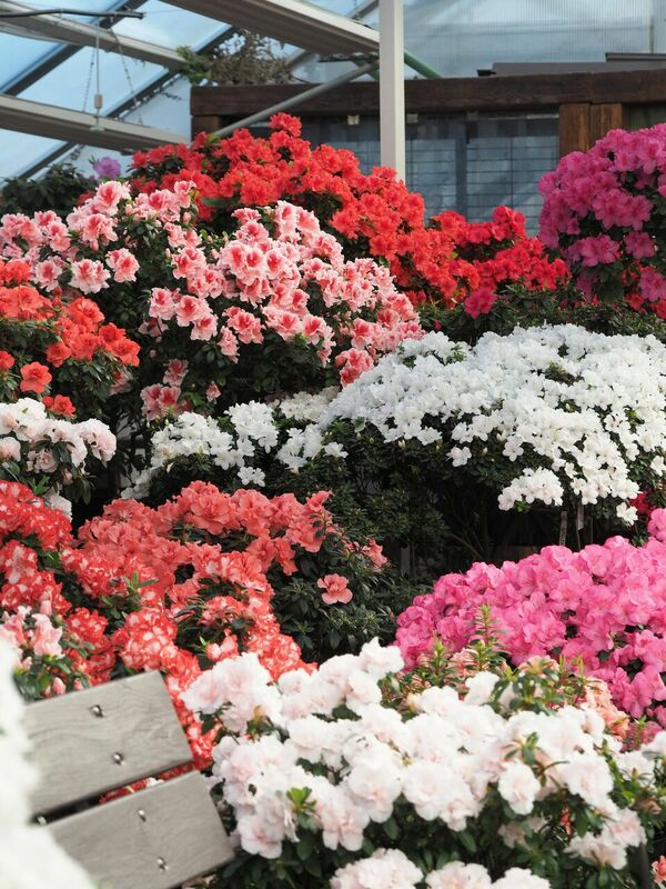 Foto: Latvijas Universitātes Botāniskais dārzs