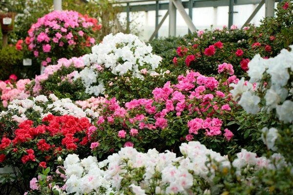 Foto: Latvijas Universitātes Botāniskais dārzs