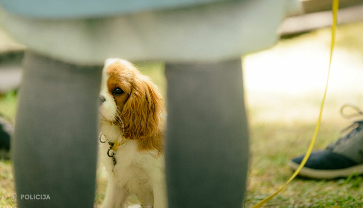 Foto: Valsts policija/ilustratīvs atēls