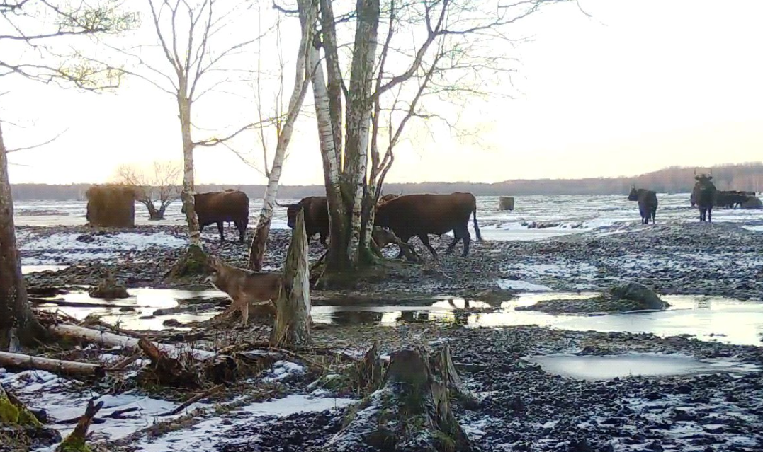 Foto: Ķemeru nacionālā parka fonds