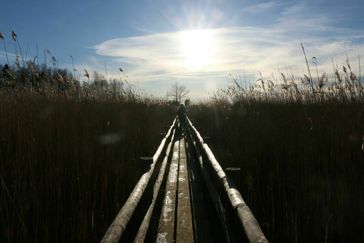 Kaņiera ezera niedrāja laipa. Foto: Paula Čurkste/LETA