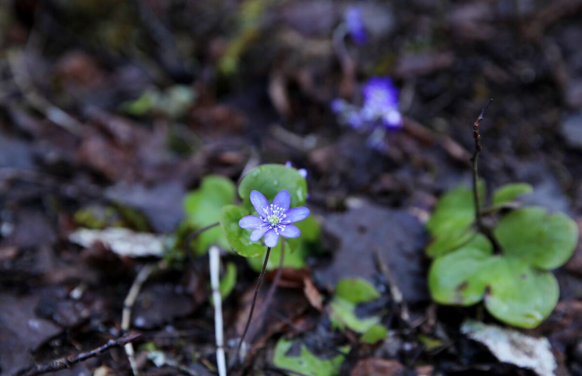 Zilās vizbulītes Lielkangaru purvā. Foto: Ieva Leiniša/LETA