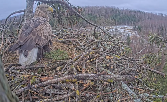 Foto: Ekrānšāviņš no video