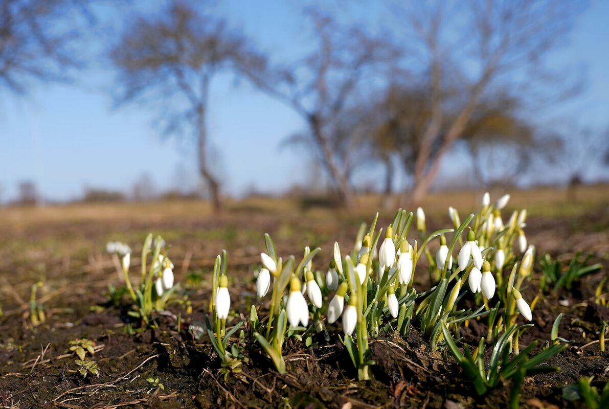 Sniegpulkstenītes. Foto: LETA