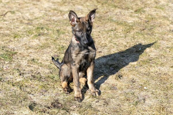 Foto: Valsts robežsardze