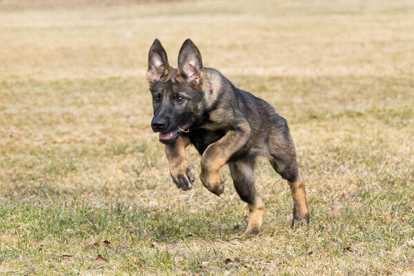 Foto: Valsts robežsardze