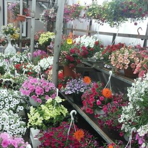 "Jēkabpils zieds" SIA, stādu tirdzniecība Jēkabpilī