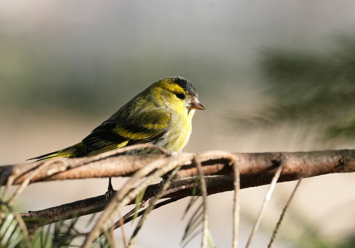 Foto: Evija Trifanova/LETA