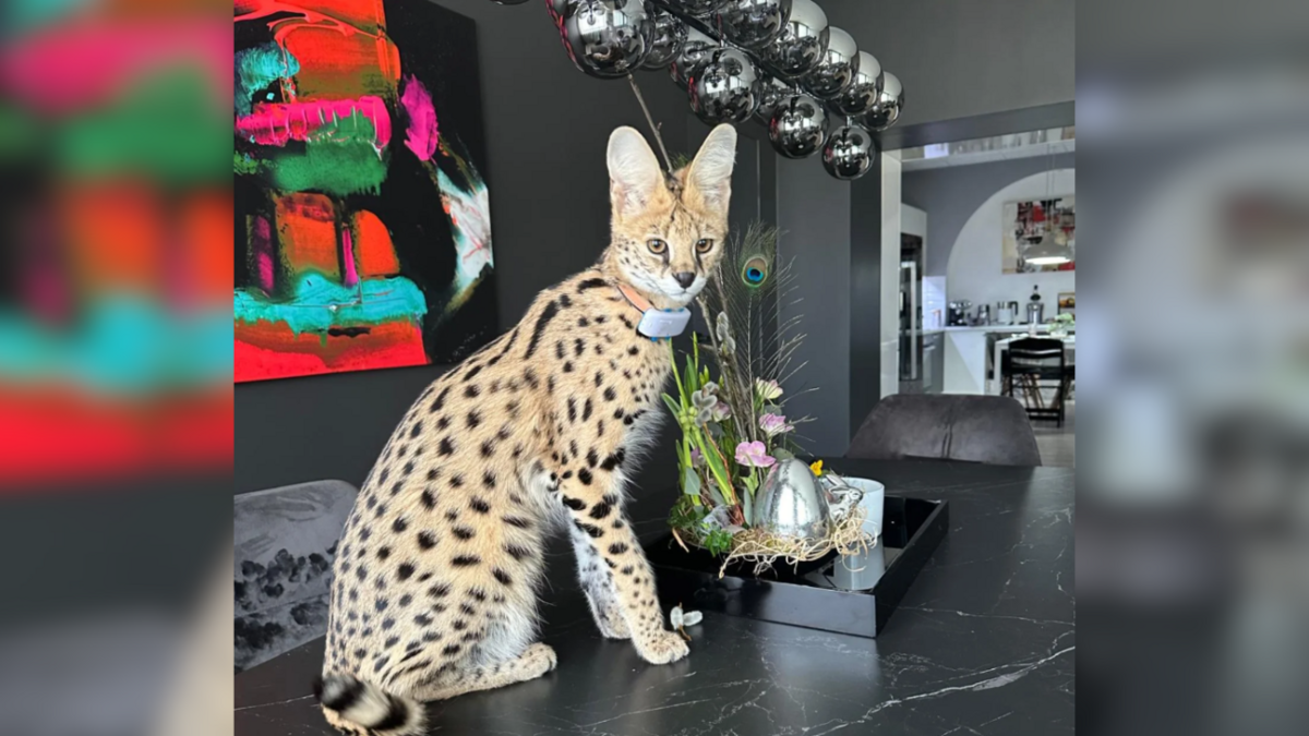 Servals. Foto: Instagram
