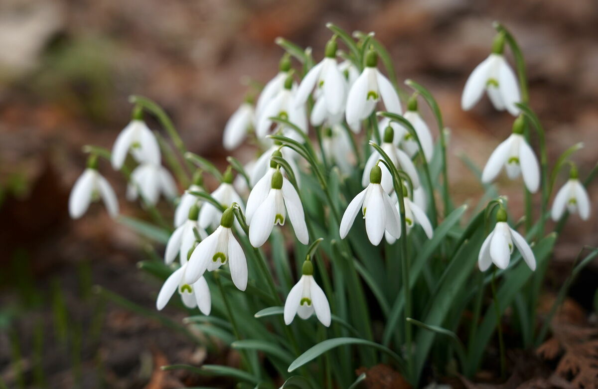Sniegpulkstenītes. Foto: LETA