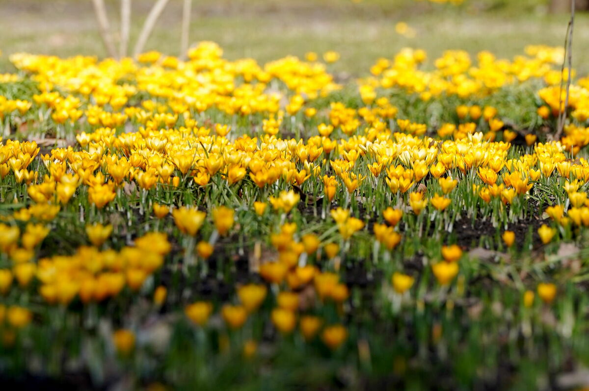 Krokusi Uzvaras parkā. Foto: LETA