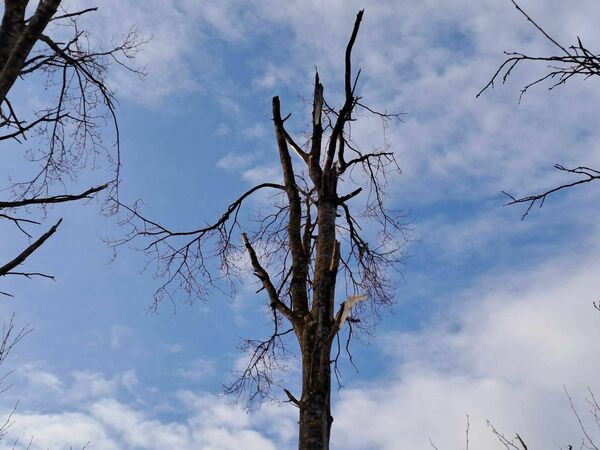 Foto: NBS Apvienotā štāba Informācijas analīzes un vadības departaments