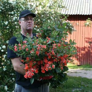 "Jāņadārzs" SIA, rožu stādi Tukumā