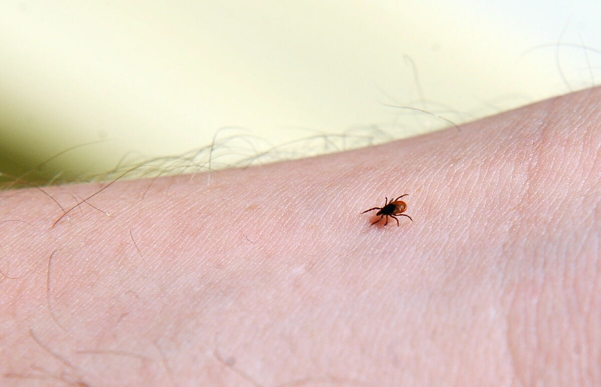 Ērce. Foto: Edijs Pālens/LETA