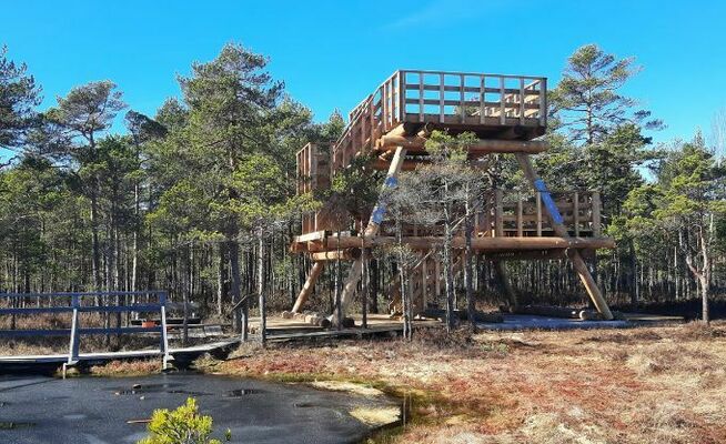 Foto: Latvijas valsts meži