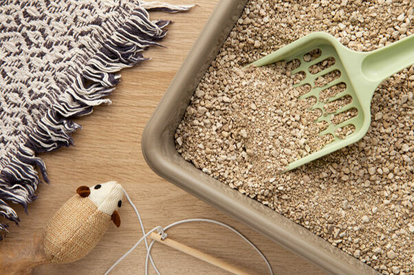 Zoo preces kaķiem. Foto: freepik.com/Freepik 